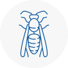 Ilkeston Wasp Nest Removal